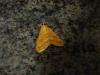 Ostrinia nubilalis